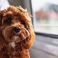 Cavapoo pri okne