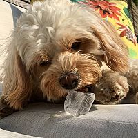 Cavapoo a ľad