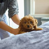 Cavapoo a posteľ